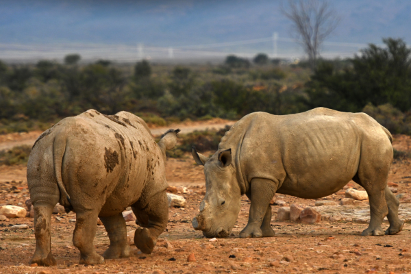 3-Day Wildlife Combo – Victoria Falls & Chobe Safari