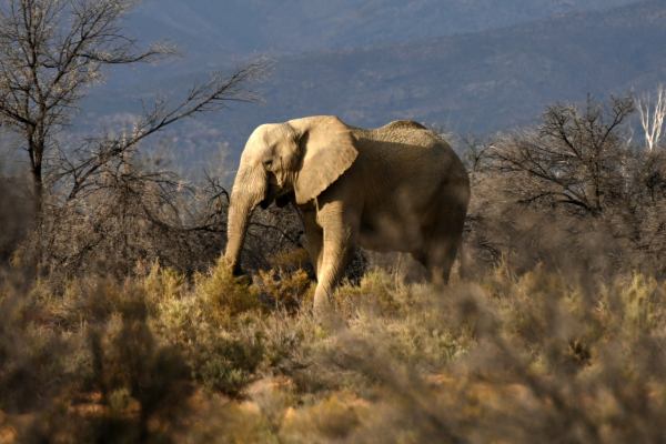 3-Day Chobe National Park Exclusive Safari