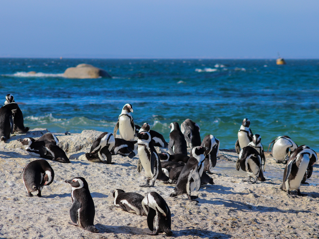 Day 1 - Southernmost Africa & Coastal Wonders