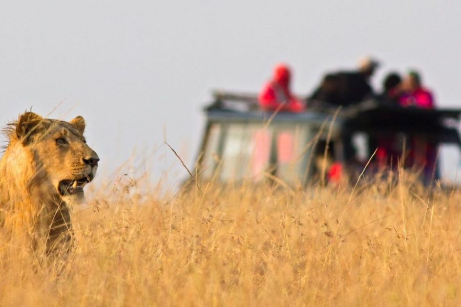 Lion at Aquila Game reserve