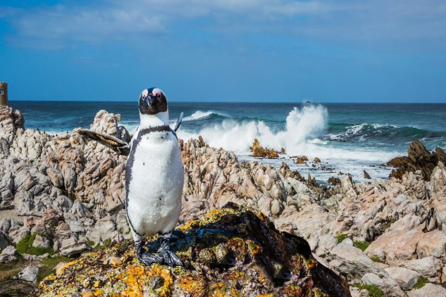 Boulders Beach