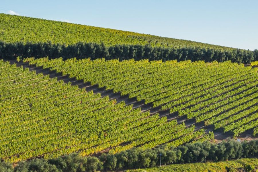 Cape Winelands