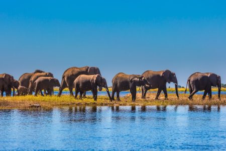 Herd of elephants spotted at okavango delta
