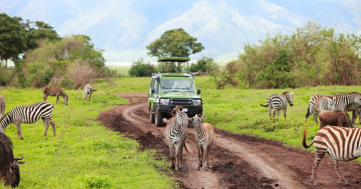 Safari Photography