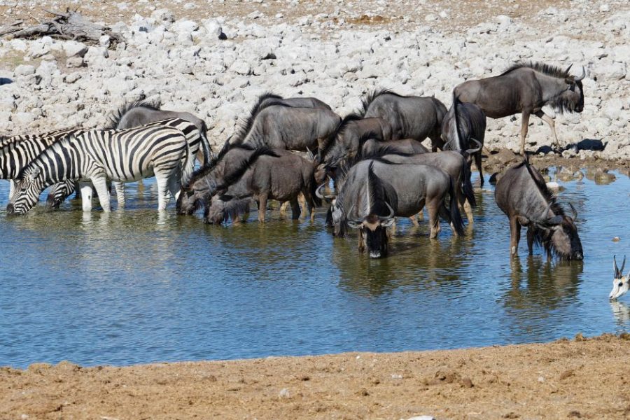 Etosha National Park