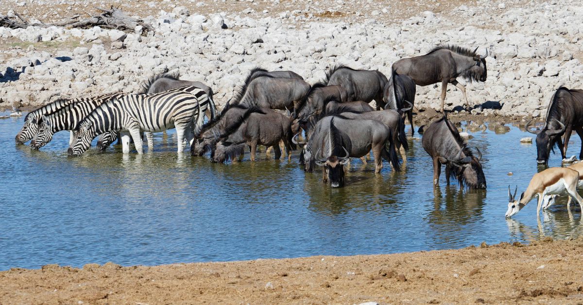 Safari Photography