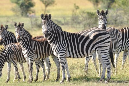 Zebras spotted at kruger national park