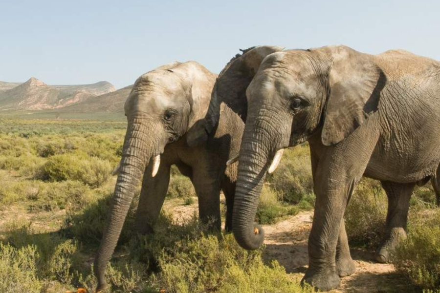 Cape Town Big Five Safari