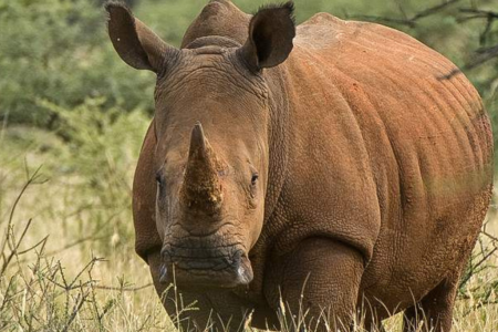 4-Day Pilanesberg Big Five Safari