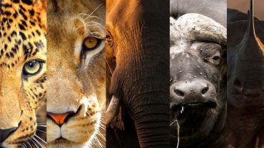see big five in 2 days