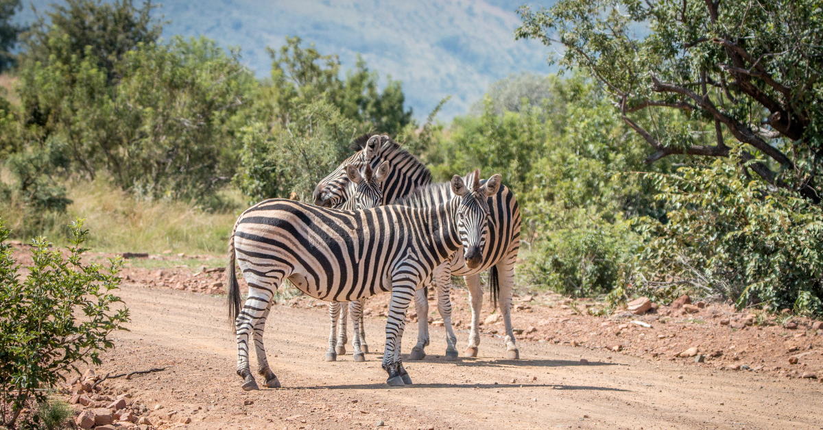 see big fives in 2 days 