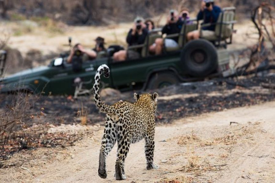 2-Day Sabi Sands Safari