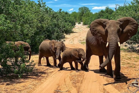 An elephant waliking with her baby elephants
