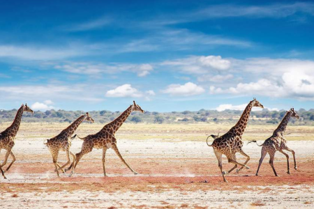 Giraffes spotted running at etosha national park