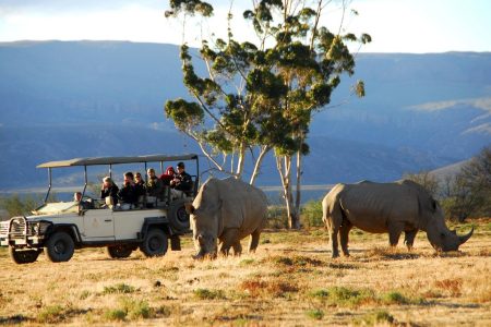 Cape Town Wildlife