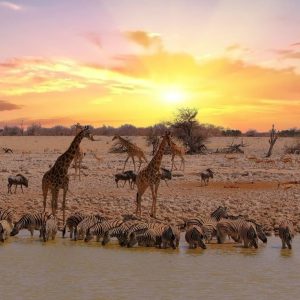 Etosha National Park