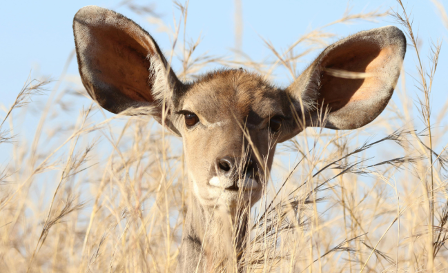Kudu seen on safari while at Sabi Sands Lodge