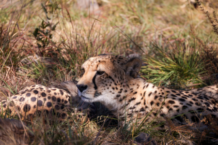Pilanesberg Big Five Safari