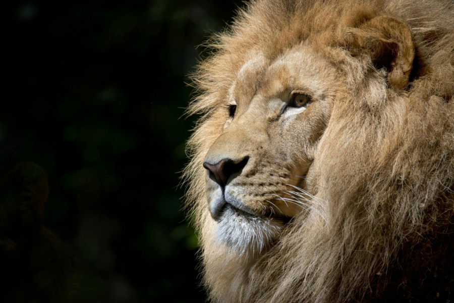 5-Day Budget Kruger Big Five Safari