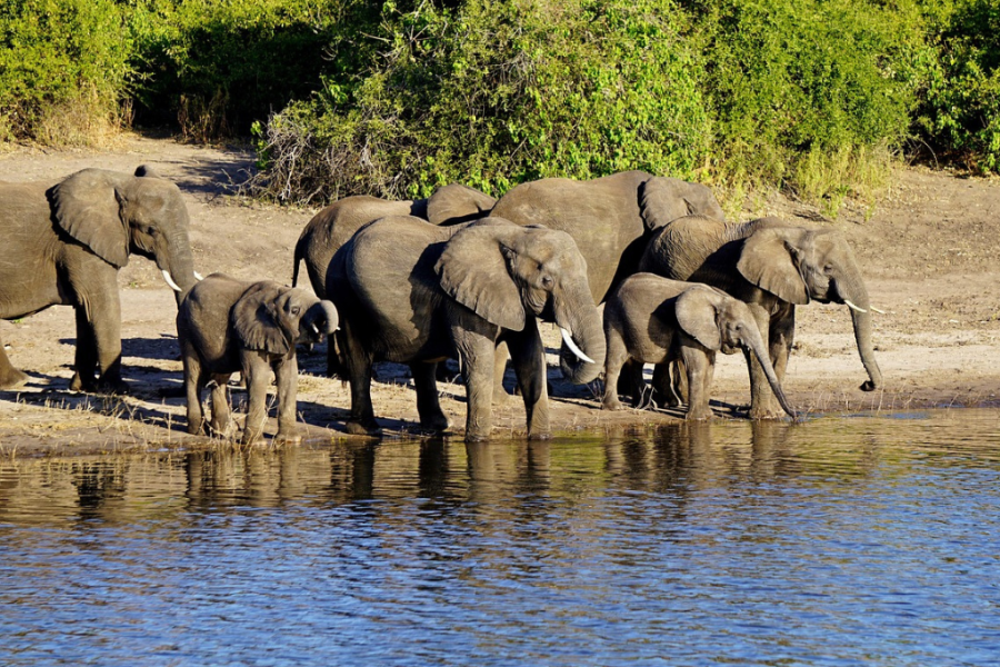 Chobe Safari photo
