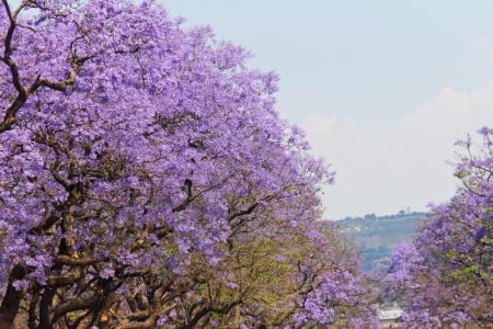 Jacaranda Mimosifolia tree