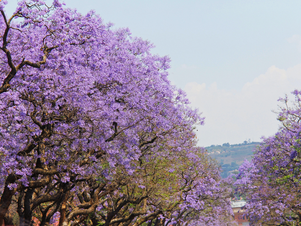Knap Tours | Safaris & City Tours in South Africa, Botswana, Namibia & Victoria Falls