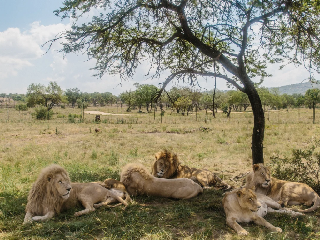 Knap Tours | Safaris & City Tours in South Africa, Botswana, Namibia & Victoria Falls