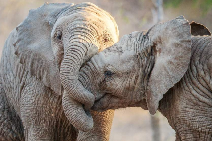 Southern Africa Safari Tours