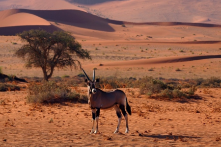 Namibia v South Africa