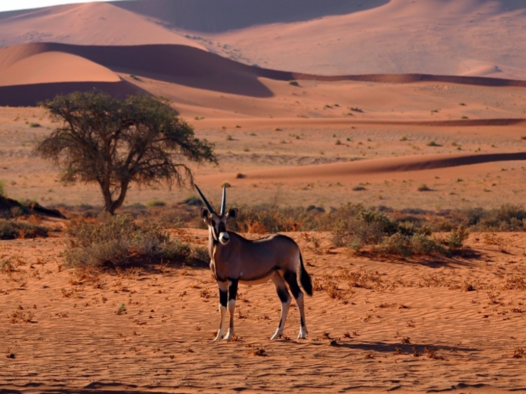 Namibia v South Africa