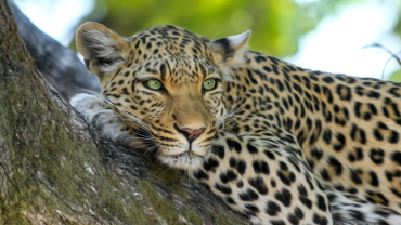 Short safari options