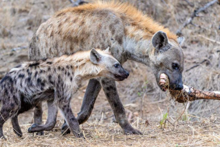 Hyenas in Kruger National park