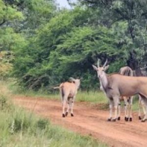 Dinokeng Game Reserve Transfer