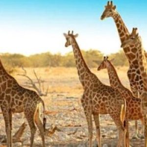 Etosha National Park Transfer