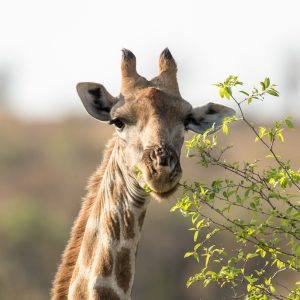 safari from johannesburg