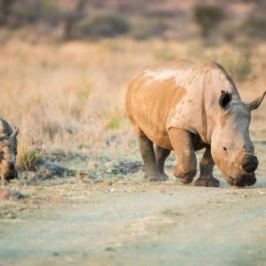 safari from johannesburg