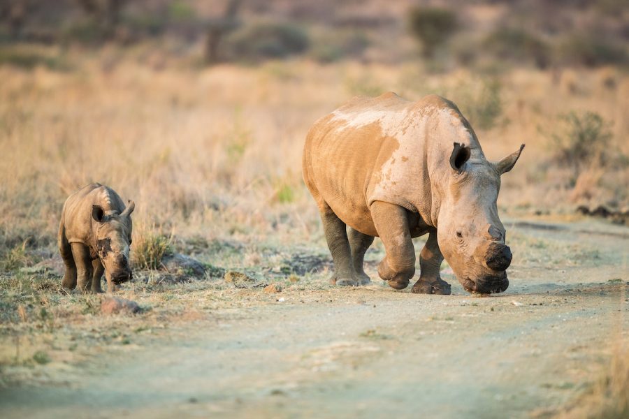 safari from johannesburg