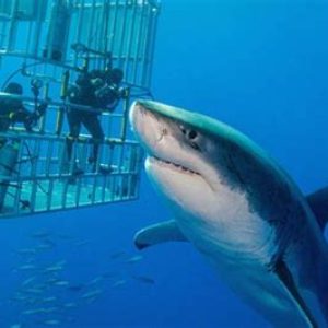 Cage diving