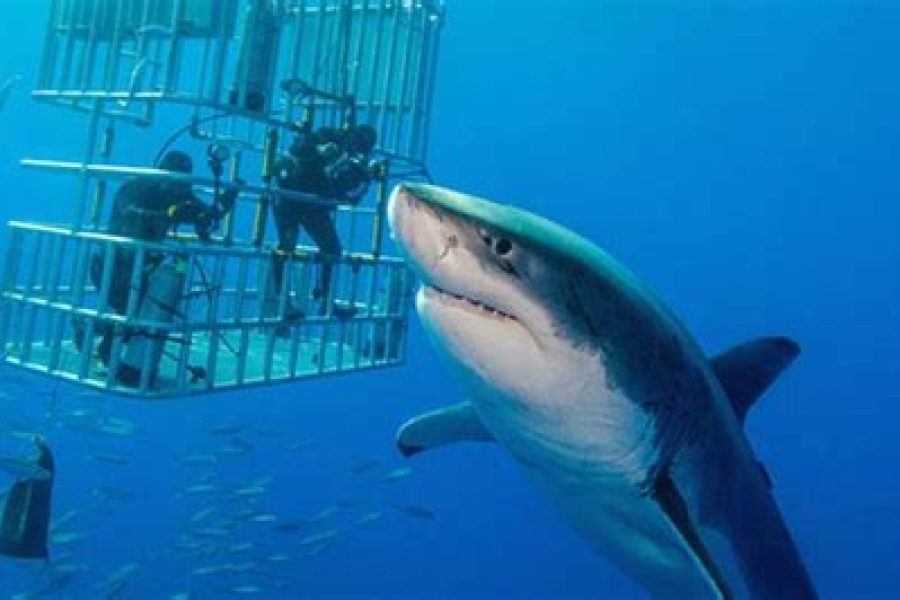 Shark Cage Diving in South Africa