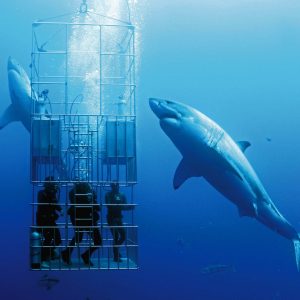 cage diving