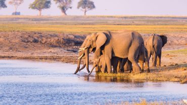 Victoria Falls and Safari Tour