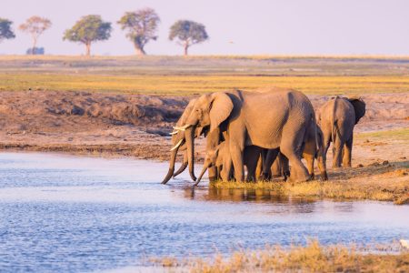 Victoria Falls and Safari Tour