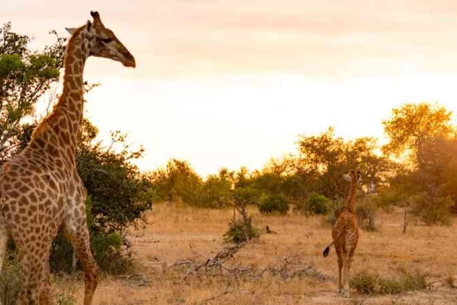 Mum and baby giraffe in Kruger sunrise, Kruger Park sunrise wildlife safari