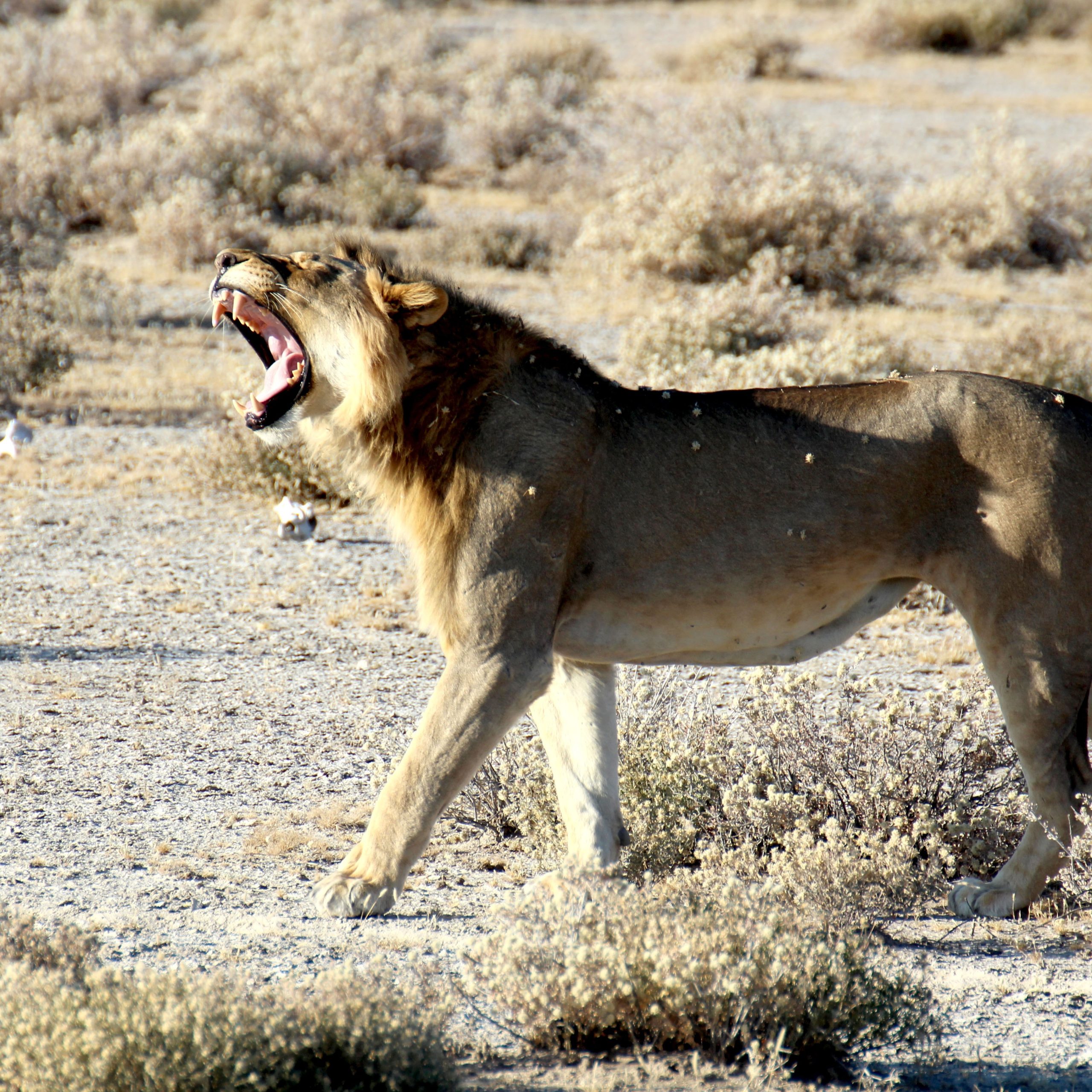 safari photography