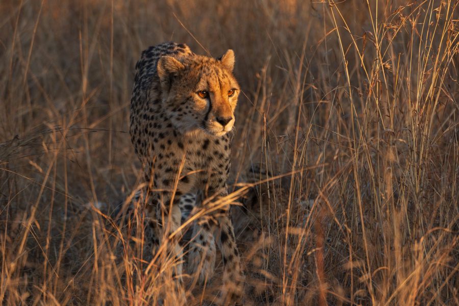 Cheetah in Kruger Wildlife Safari, 7 day budget kruger