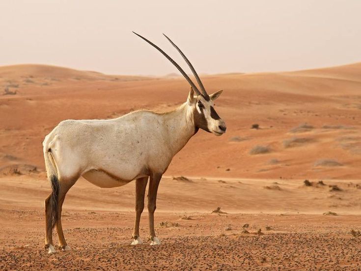 3-Day Desert Safari in Sossusvlei – Budget Friendly