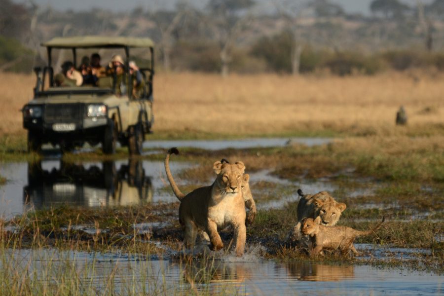 Lions in a safari, Chobe National Park Safari