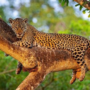 3-Day Big Five Sabi Sands Safari