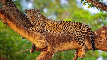 3-Day Big Five Sabi Sands Safari