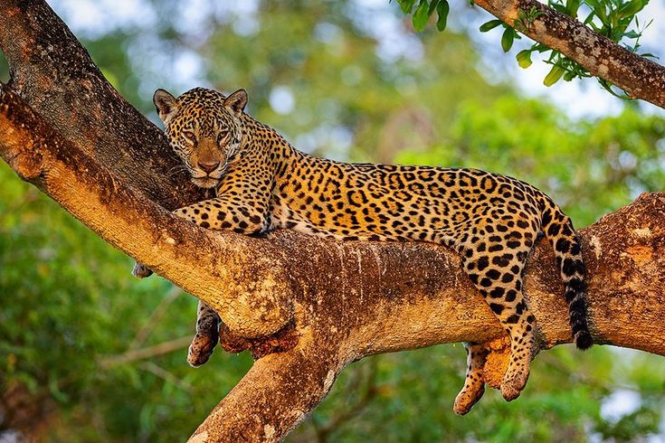 2-Day Exclusive Kruger Safari – Big Five & Luxury Lodge